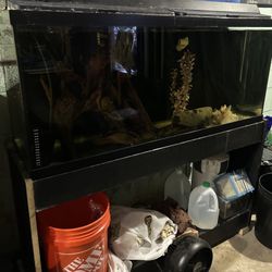 Fish Tank Setup