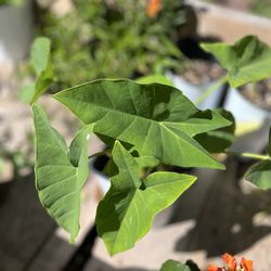 Alocasia / Elephant Ear Plant (Tropical Plant)