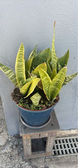Snake Plant in Blue Ceramic Pot
