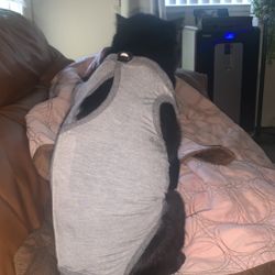 Cat Surgery Onesie