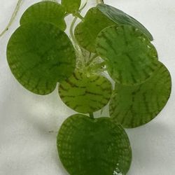 Tiger Frogbits Floaters