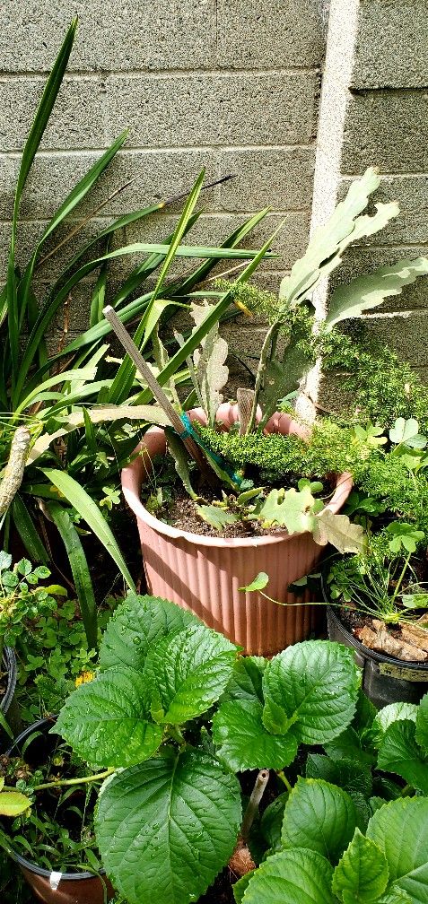 Queen of the night 10 Gal ceramic pot