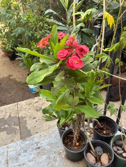 Crown of Thorns Plant with Pink Blooms