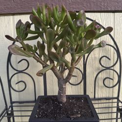 Oger Tree Bonsai