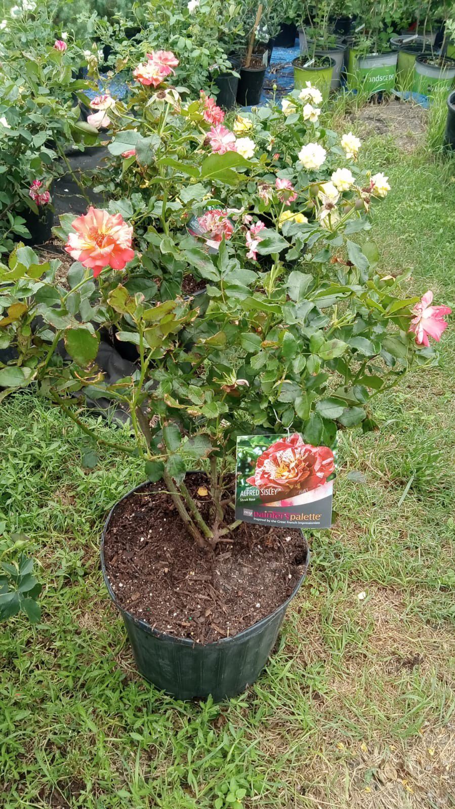 Rose Plant Beautiful Colors Available 