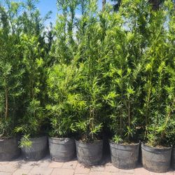 Beautiful Podocarpus Plants For Inmediate Privacy! About 6 Feet Tall 