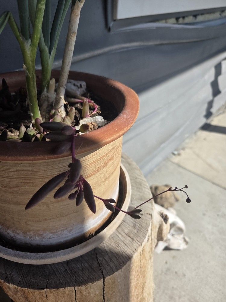 Potted Green Onion With Various Succulents