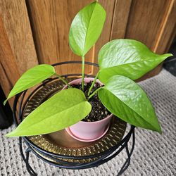 Neon Potho (pink pot-B)