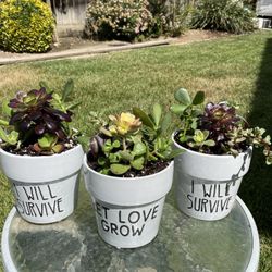 Beautiful Succulents 