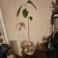 Avocado Tree