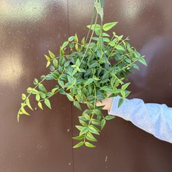 6” hoya bella