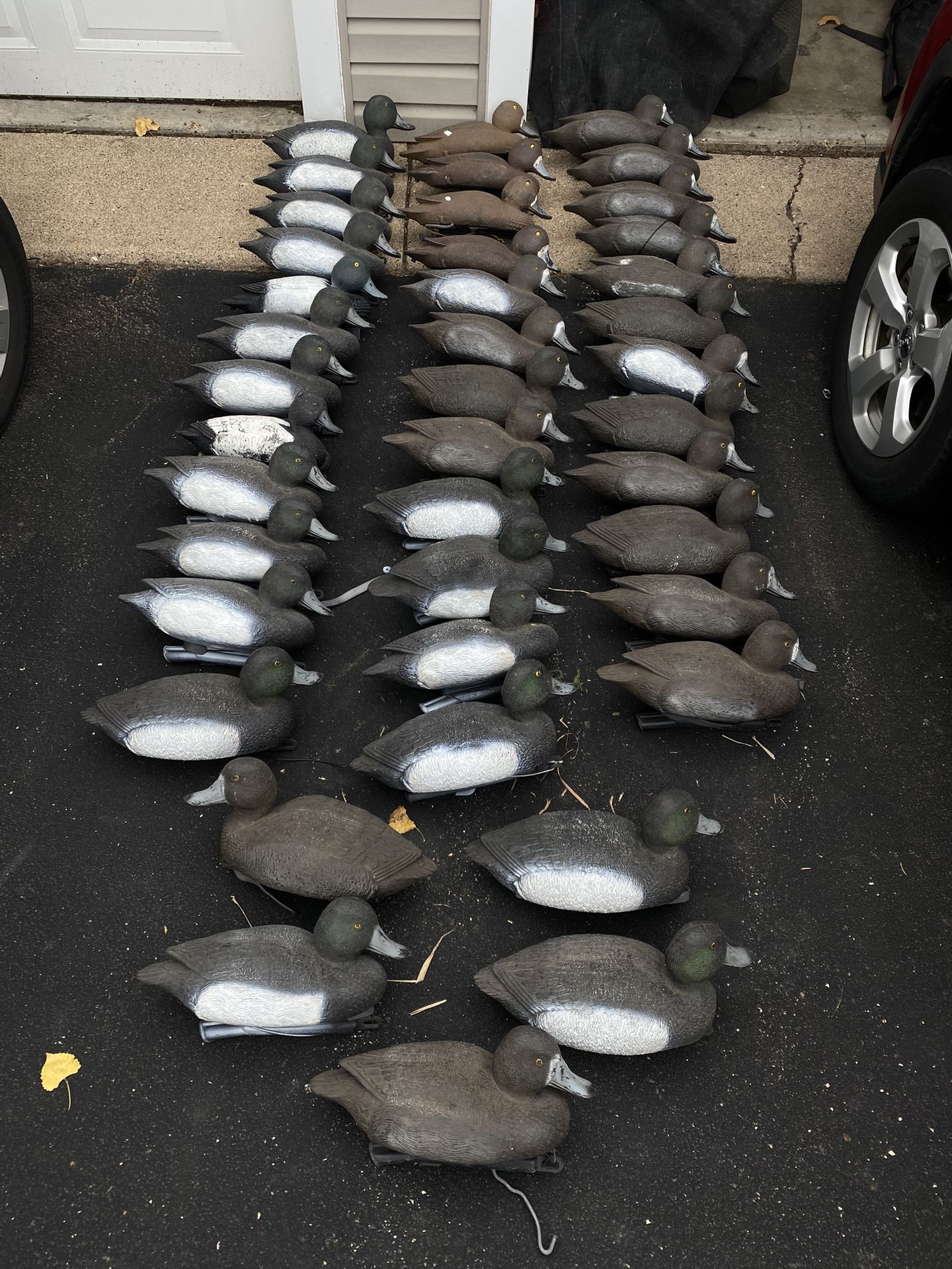 3-1/2 Doz Bluebill Diver Duck Decoys.