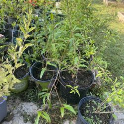 Pomegranate Plants (Wonderful Variety  , Salavatski And Russian)