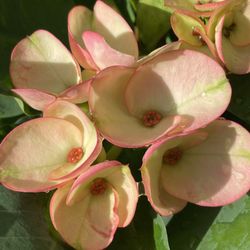 Corona De Cristo 45