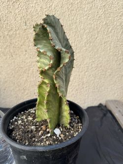 Variegated African Candelabra Cactus Plant