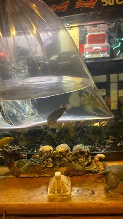 Fish decorate