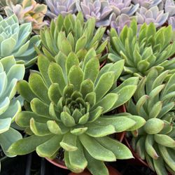 Echeveria Agavoidis Succulent Plant 