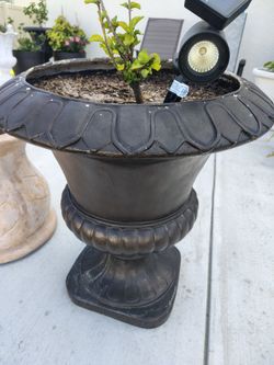 2 huge beautiful pots with hibiscus plants in spring hill