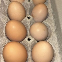 Farm eggs feah/ blanquillos orgánicos