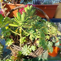 Basket Full Of Succulents