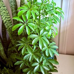 ♥️MOONDROP UMBRELLA♥️Please Read Description 