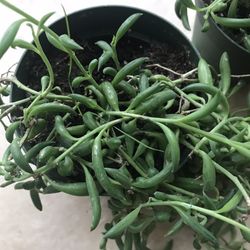 String of Bananas House Plants
