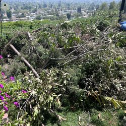 BRUSH DUMP REMOVAL 