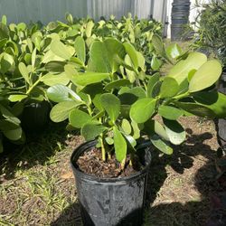 clusia 3 gallon $12 ready to deliver today