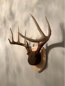 Taxidermy-Antlers