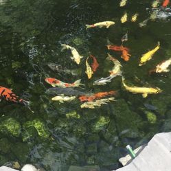 Koi Fish 