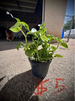 Plant