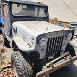 1955 WILLYZ CJ3B