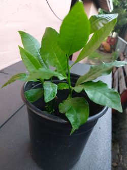 Maranon Plant 