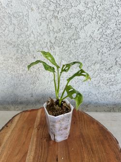 Adansonii mottled mint