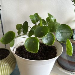 Chinese money plant