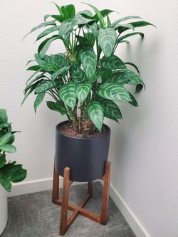Live Art 💚 Aglaonema Tigress Plant in MCM Planter + Stand