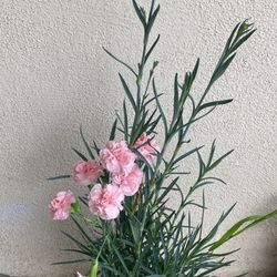 Carnation Blooming Plant, In 1 Gallón Pot Pick Up Only