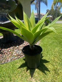 Planta de desierto