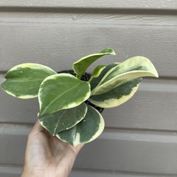 4” hoya pachyclada variegated rare $85 each 