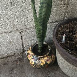 Snake Plant