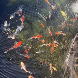 Koi Pond Decorations 