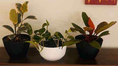 3 Easy Care Tropical Plants