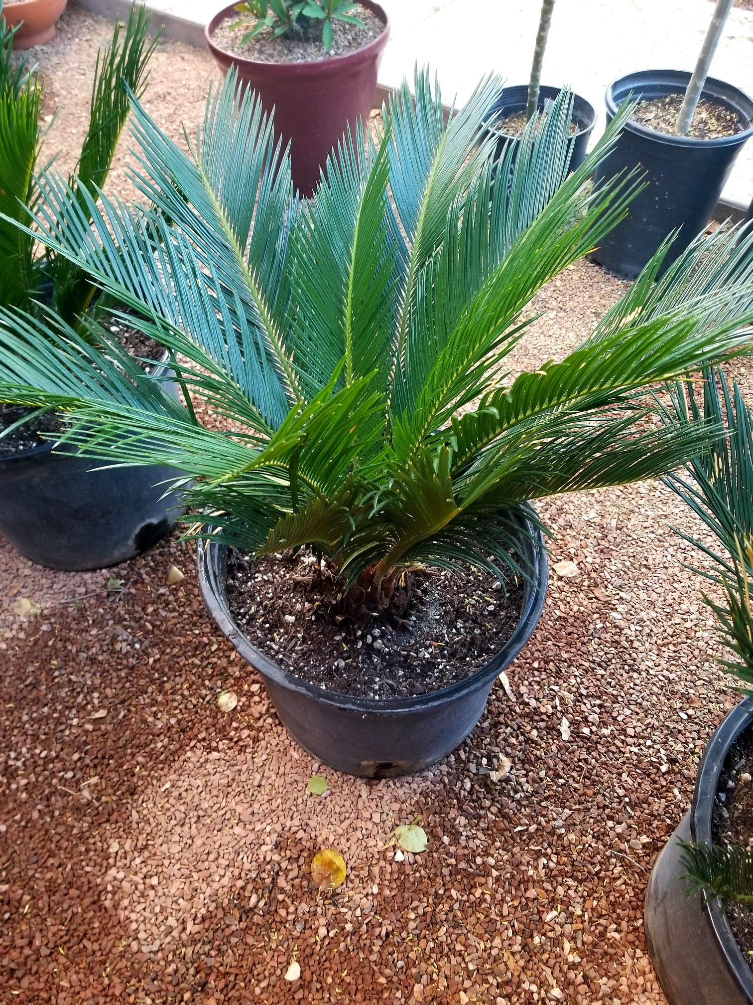 Beautiful sago palm