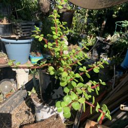 .Elephant Succulent Bush In 1 Gallon Container. 