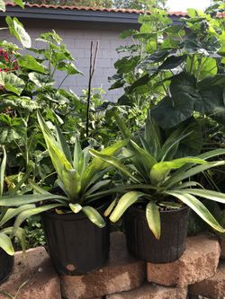 Agave desmetiana plants