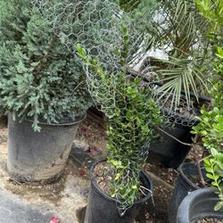 Dolphin Topiary Bonsai 