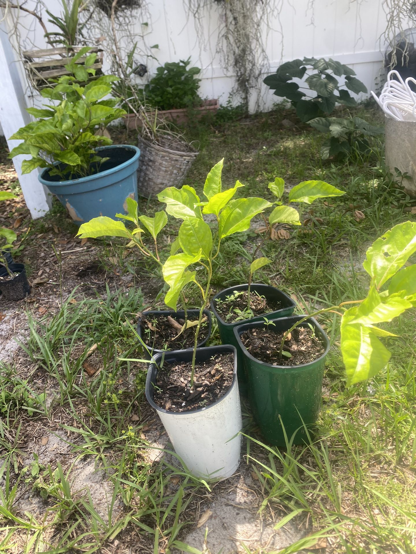 Passion Fruit Plants