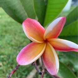 pedazo de plumeria