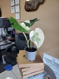 Monstera Albo Varigated