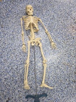 Vintage articulated skeleton with stand